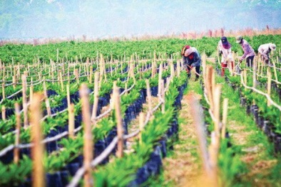 Nhóm Thaco nắm giữ 13,12% công ty nông nghiệp của Bầu Đức