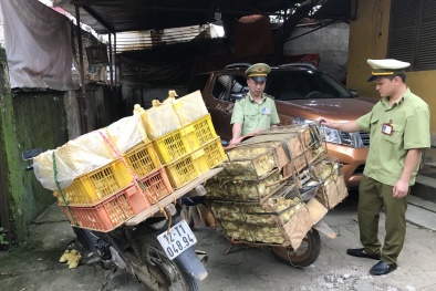 Bắt giữ và tiêu huỷ 2.000 vịt con giống nhập lậu từ Trung Quốc