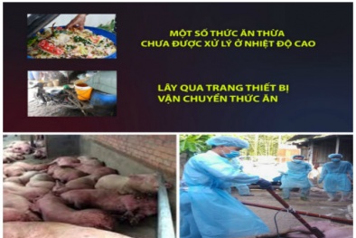 Thức ăn thừa - 'thủ phạm' khiến dịch tả châu Phi khó kiểm soát
