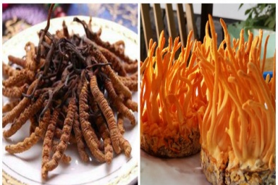 Đông trùng hạ thảo- 'thần dược' bổ dưỡng không phải ai cũng có thể dùng