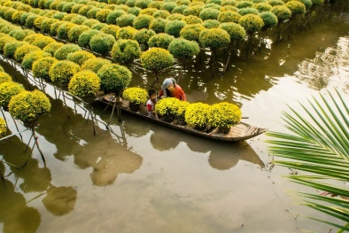Sa Đéc, từ thủ phủ hoa đến trung tâm đô thị, du lịch trọng điểm của miền Tây