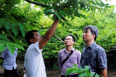 Thúc đẩy hoạt động bảo hộ sở hữu trí tuệ cho các sản phẩm đặc sản địa phương