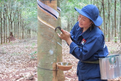 Khó khăn trong chuyển đổi mô hình hoạt động các công ty nông lâm nghiệp