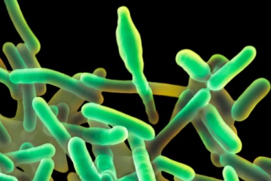 Cảnh báo quốc tế về dịch bệnh nhiễm khuẩn Listeria đang bùng phát