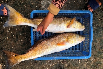Quảng Bình: Giăng lưới bắt được 2 cá lạ nặng 7kg/con, nghi sủ vàng tiền tỷ