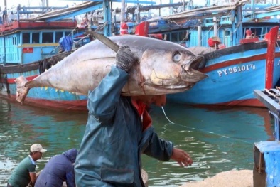 Hy Lạp tăng nhập khẩu cá ngừ từ Việt Nam