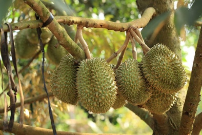 Không còn lo ngại bệnh nấm bồ hóng trên cây sầu riêng