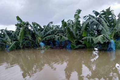 1.500 ha trái cây của bầu Đức tại Lào chìm trong biển nước