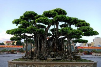 Cây sanh cổ được trả giá 460 tỷ đồng gây xôn xao: Có người nói ‘cho còn không lấy’