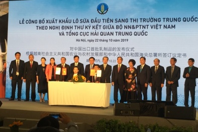 Xuất khẩu lô sữa đầu tiên sang Trung Quốc - dấu mốc quan trọng của ngành nông nghiệp Việt Nam