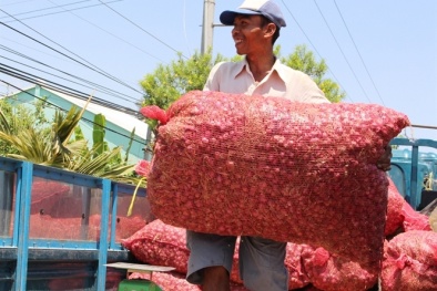 Hành tím 'Vĩnh Châu' được cấp chỉ dẫn địa lý