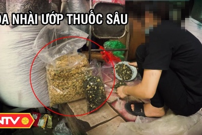 Trà ướp hoa nhài hảo hạng hay ướp 'thuốc trừ sâu'?
