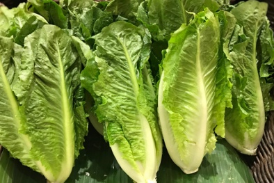 Nhiều người bị nhiễm khuẩn E.coli sau khi sử dụng rau xà lách romaine