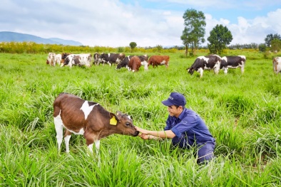 Vinamilk và hành trình xây dựng nguồn nguyên liệu sữa tươi theo tiêu chuẩn quốc tế