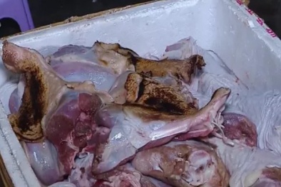Hơn 1 tấn đùi gà tây hôi thối suýt được bán ra thị trường