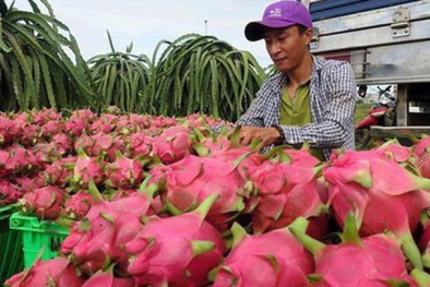 Thị trường xuất khẩu nông sản sang Trung Quốc ấm dần sau cao điểm dịch Covid-19