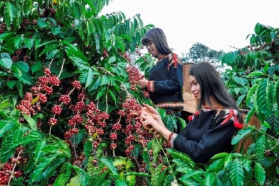Giá nông sản hôm nay 29/3: Ảm đạm ngày cuối tuần