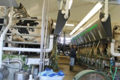 Nghiên cứu áp dụng công cụ cải tiến ngành thực phẩm tại nhà hàng Wright
