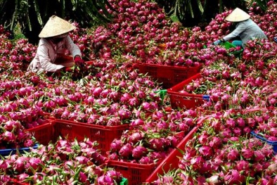 500 tấn nông sản được kết nối xuất khẩu sang Singapore trong tháng 3/2020