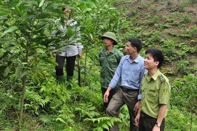 Tuyên Quang: Đồng bộ các giải pháp nâng cao năng suất, chất lượng, hiệu quả trồng rừng