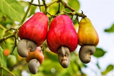 Hạt điều vàng: Nâng cao giá trị sản phẩm nhờ làm chủ khoa học công nghệ