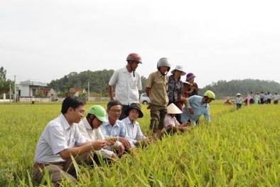 Nông dân gồng gánh giá phân bón vì thuế bất hợp lý