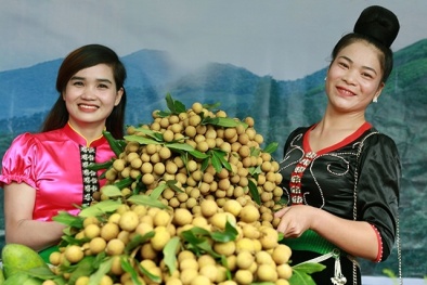 Khoảng 2.600 tấn nhãn Sơn La đảm bảo tiêu chuẩn sẽ được xuất khẩu