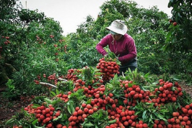 Chuyên gia Nhật giám sát chặt chẽ chất lượng vải thiều xuất khẩu của Việt Nam
