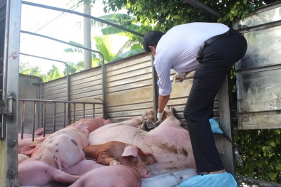 Lợn 'lậu' đội lốt lợn 'nội'