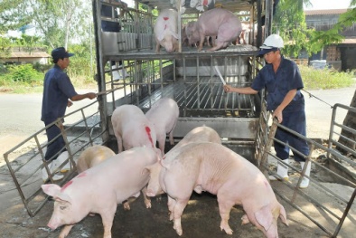Kiểm soát và ngăn chặn vận chuyển trái phép lợn qua biên giới