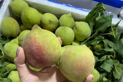 Đào mỏ quạ giá rẻ bán đầy chợ: Nguồn gốc thực sự là đào Sapa hay Trung Quốc?