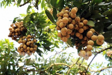 Thúc đẩy xuất khẩu trái nhãn sang thị trường Trung Quốc