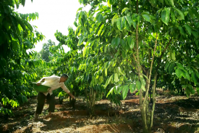 Ngành sản xuất phân bón bị chèn ép, nông dân thêm khó khăn nếu Luật 71 không sớm được sửa đổi