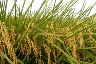 Trồng lúa Japonica chất lượng an toàn: Nông dân Hà Nội thu 60 triệu đồng/ha/vụ