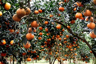 Bảo hộ chỉ dẫn địa lý cho cam sành 'Hàm Yên'