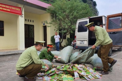 Nhập lậu giống rau quả, tiềm ẩn những hệ lụy cho ngành nông nghiệp