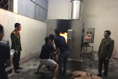 Xử lý đối tượng vận chuyển lợn và thịt lợn từ vùng dịch đi tiêu thụ