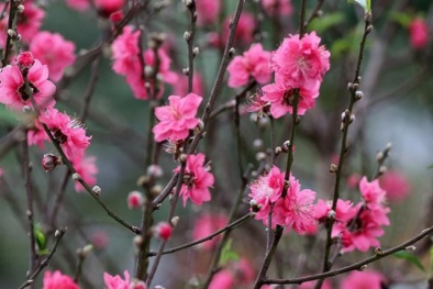 Đào Tết có tem chắc chắn nở hoa và đảm bảo 'không phải đào rừng'