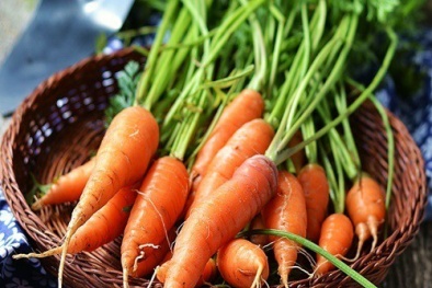 Hàn Quốc nhập khẩu cà rốt trở lại, tín hiệu mừng cho nông sản Hải Dương