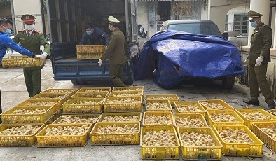Phát hiện hơn 20.000 con gia cầm giống nhập lậu chuẩn bị đi tiêu thụ