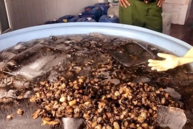 Đột kích cơ sở tuồn hàng tấn ốc ngâm hóa chất ra thị trường mỗi ngày