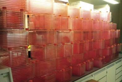 Công ty khởi nghiệp nhận 47 triệu USD để sản xuất thịt tổng hợp