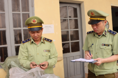 Nhập lậu lượng lớn nguyên liệu thuốc bắc là Đẳng sâm và Đương quy