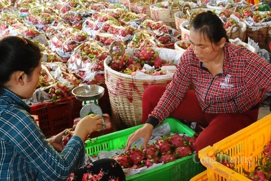 Rào cản tiêu thụ hàng ngàn tấn thanh long đang vào vụ thu hoạch