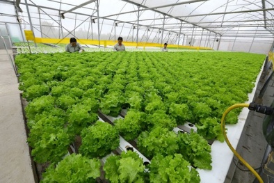 Hà Nội xây dựng 3 vùng sản xuất chuyên biệt