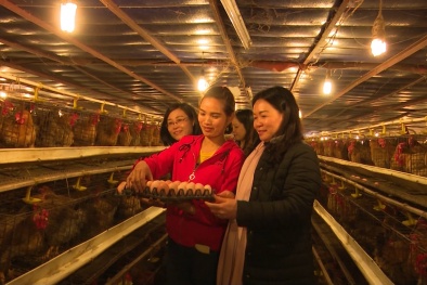 Hội Liên hiệp Phụ nữ tỉnh Thái Nguyên: Tích cực vận động, hỗ trợ phụ nữ sáng tạo khởi nghiệp, phát triển kinh tế