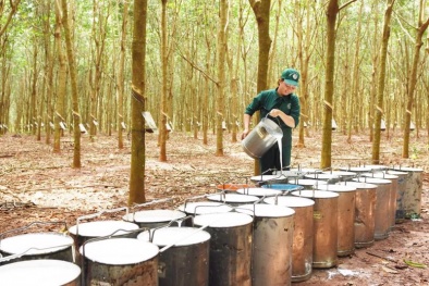 Cao su Việt Nam xuất khẩu sang Hoa Kỳ tăng mạnh