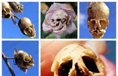 Giải mã loài hoa tuyệt đẹp 'hóa sọ người' ghê rợn khi tàn