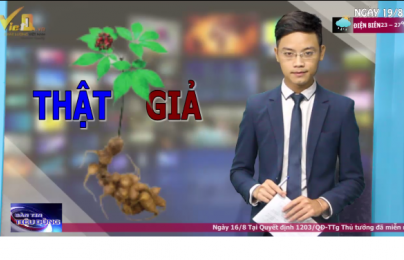 Một vài cách nhận biết sâm ngọc linh giả trước thị trường bát nháo