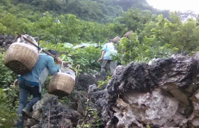 25.000đ/kg na Lạng Sơn: Bất ngờ biết hành trình trèo đèo lội suối hái na của người nông dân